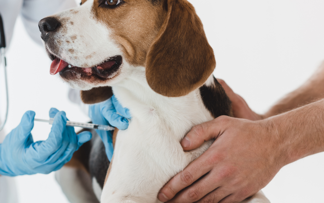 Ηλεκτρονική σήμανση και καταγραφή ζώων